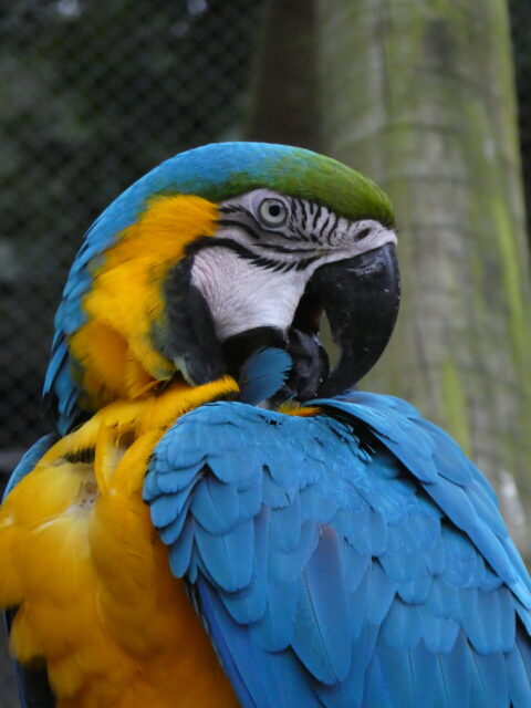 Closeup