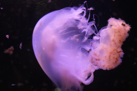jellyfish