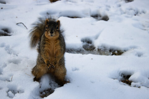 squirrel